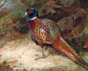 Cock and hen pheasant in the undergrowth - 阿奇博尔德·索伯恩